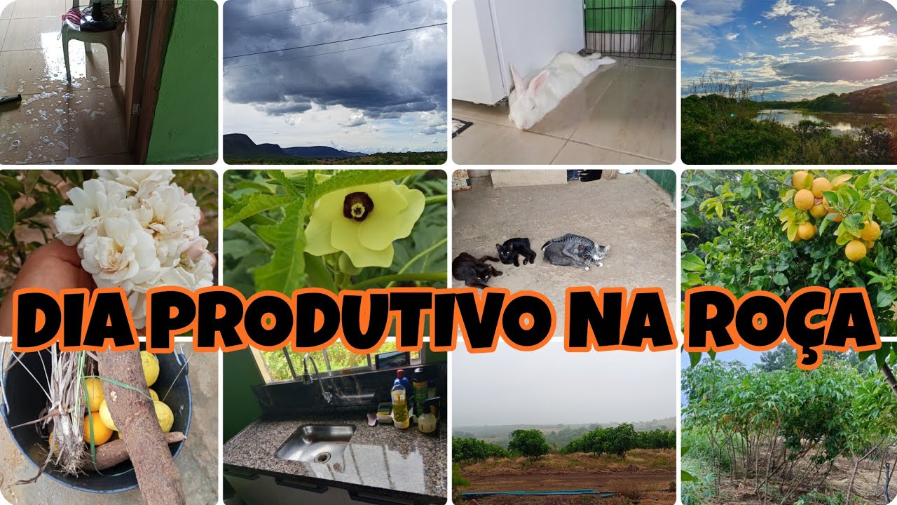 ROTINA NA ROÇA 🌧️ Faxina na Casa + Máquina Trabalhando e Colheita de Mandioca! 🌾🚜