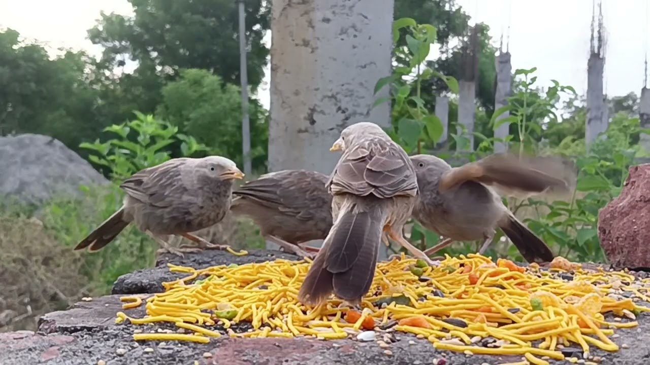 Drone's View: Bird Foraging in Open Fields