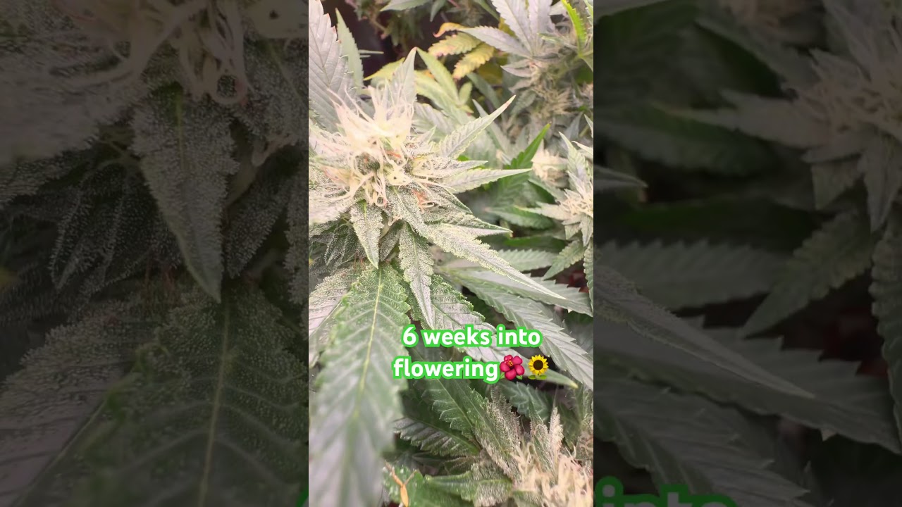 some Trichomes  closeups 6 weeks of flowering..  Testing Cheap ali express lamp!!