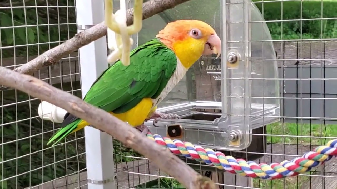Welcome back to today's last set of outside aviary recesses ❤️🥰❤️