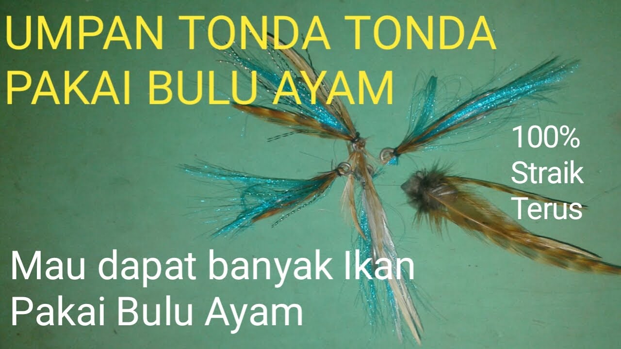 CARA MEMBUAT UMPAN TONDA