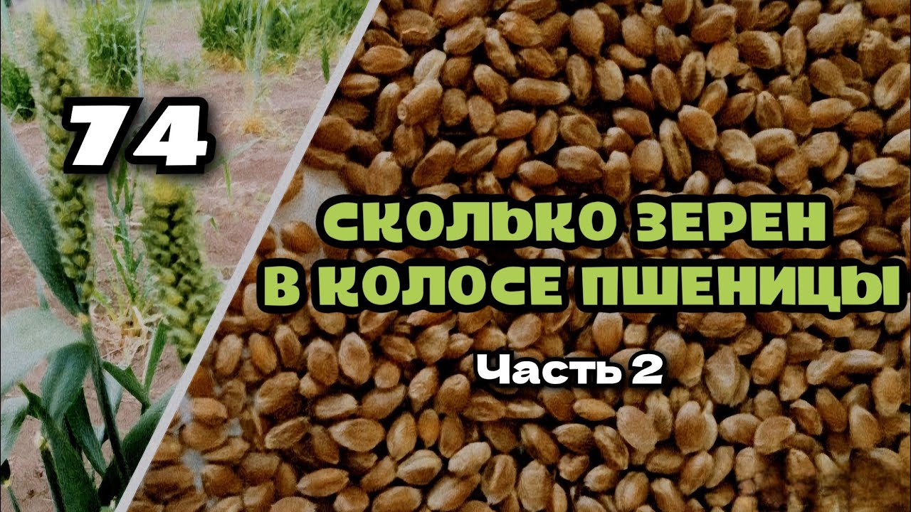 Урожай пшеницы будущего, часть (2)