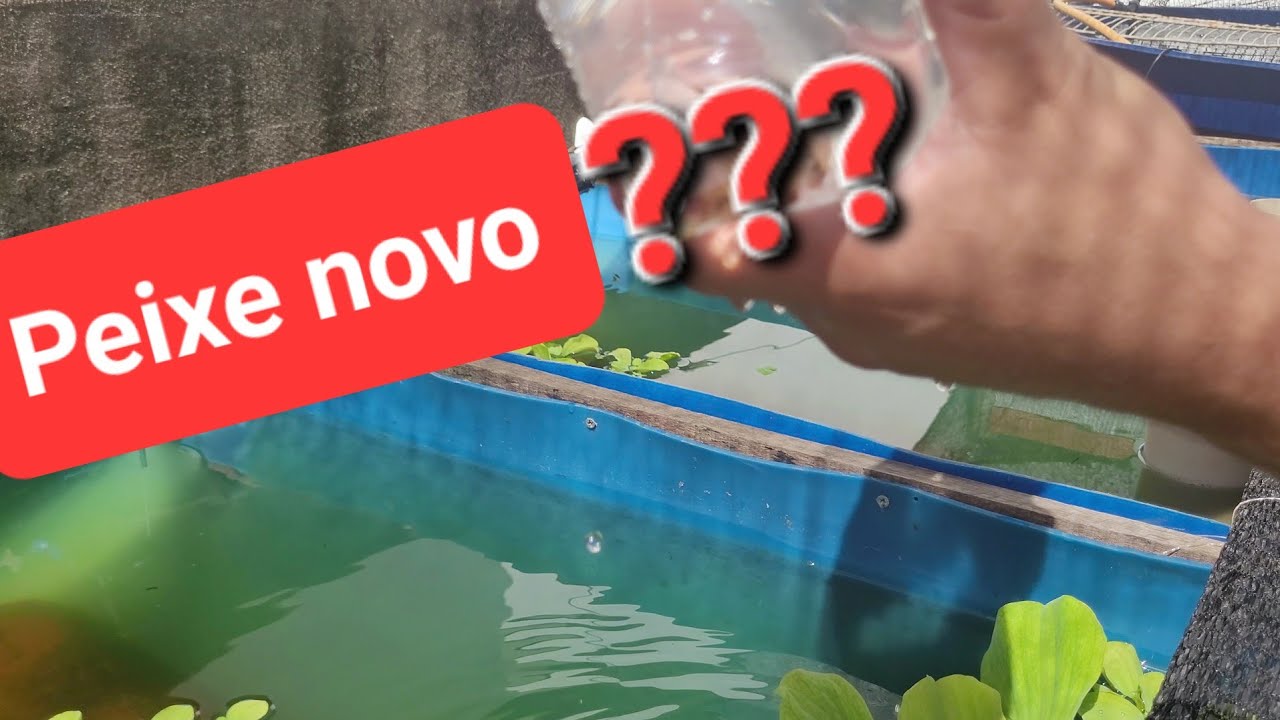 TEM PEIXE NOVO NO TANQUE #peixe #aquário 