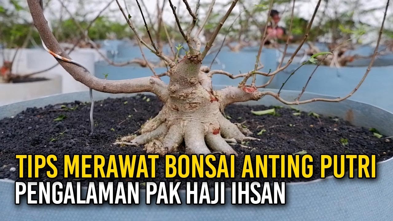 TIPS PERAWATAN BONSAI ANTING PUTRI BERSAMA PAK HAJI IHSAN