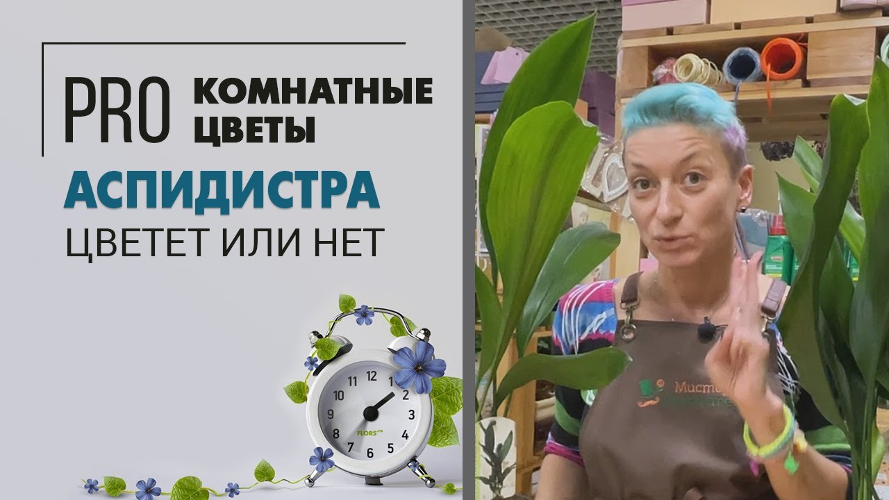 Аспидистра цветущее растение или нет? Обзор сорта часть вторая