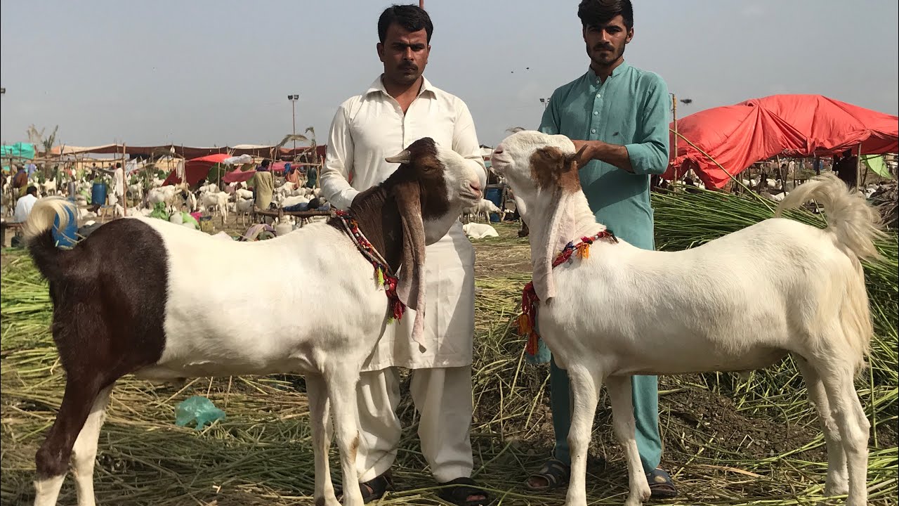 Zardari’s Qurbani Gulabi Goats Collection 2020 | Nagra Farm