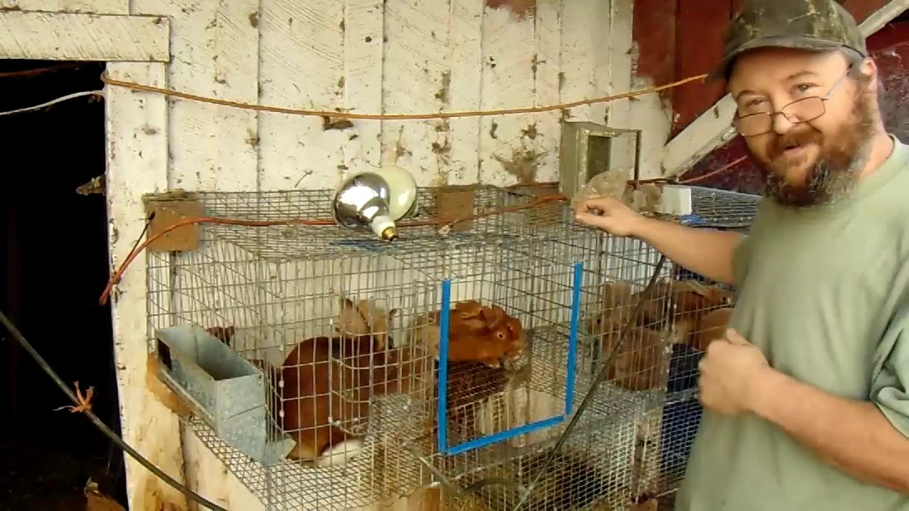 New Zealand Rabbits - Finally Some New Zealand Rabbit Updates With New Zealand Rabbit Babies!
