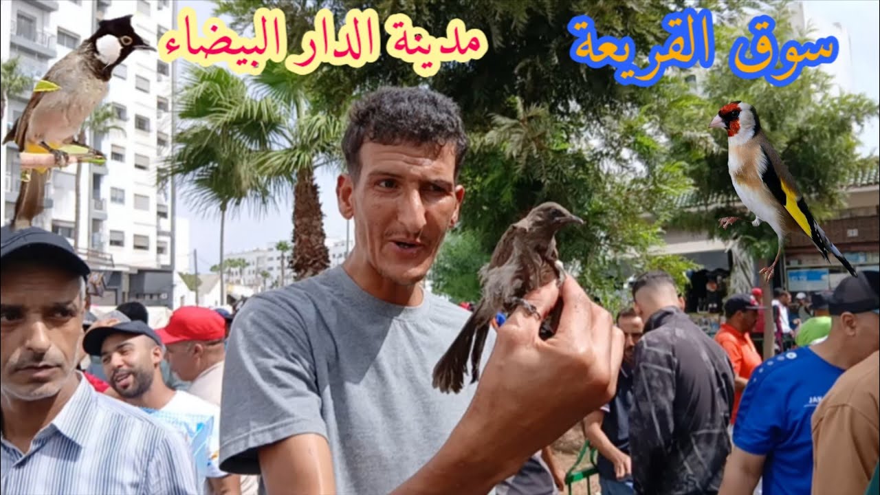 سوق القريعة لطيور الأحد 7\9\2025 تعرف على الآتمنة الطيور والحيوانات الأليفة مدينة الدار البيضاء 💯🤌