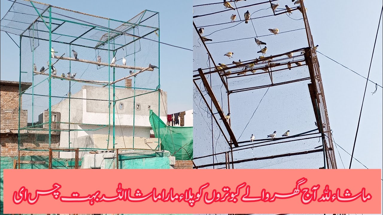 ماشاءﷲ آج کبوتر گھر کے ارڑے بہت انجوے کیا جس بھای کو پروزی کبوتر چاہے ربط کر لے