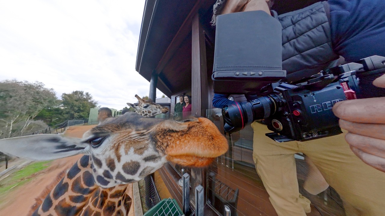 That was close - Hand feeding Giraffes - Jamala Wildlife Lodge