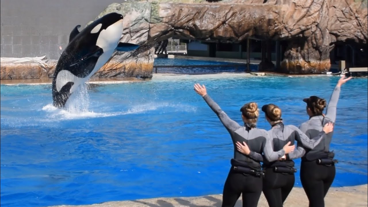 Встреча с косаткой в ​​честь 12-летия Макани в SeaWorld Сан-Диего, 14 февраля 2025 г.