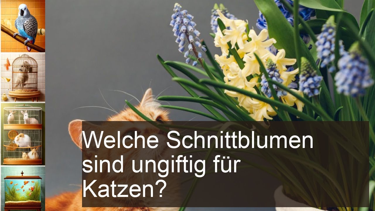 Welche Schnittblumen sind ungiftig f&uuml;r Katzen?