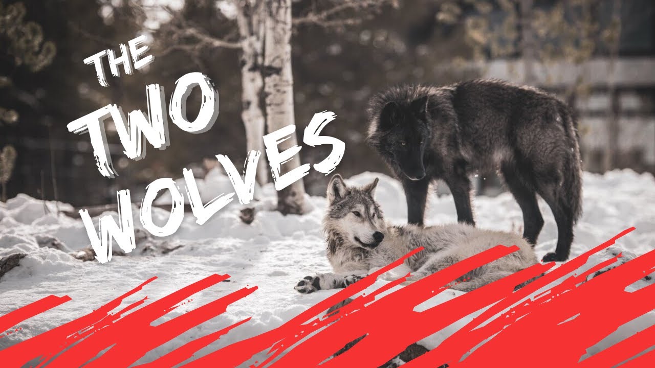 The Story Of Two Wolves - Learn Self Control