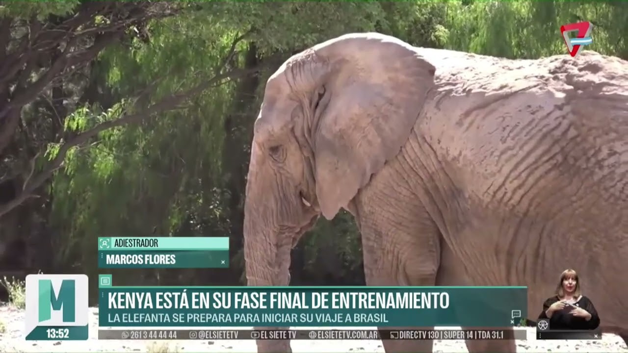 FALTA POCO: la ELEFANTA KENYA pronto COMENZARÁ su VIAJE desde MENDOZA al SANTUARIO de BRASIL