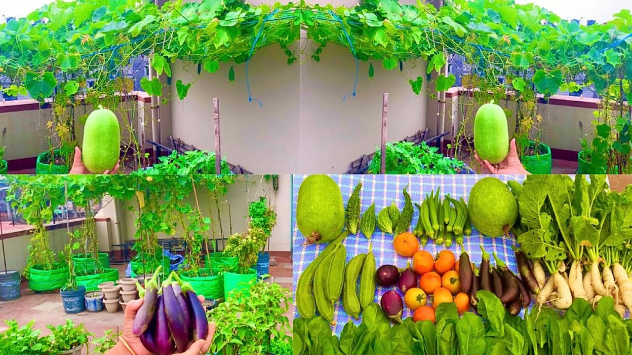 Massive Harvesting Of Organic Vegetables From My Rooftop Terrace Garden