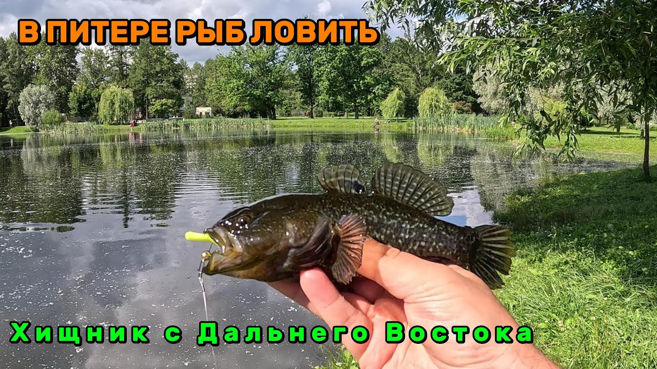 В Питере рыб ловить. Хищник с Дальнего Востока. Ловля ротана в Парке Победы