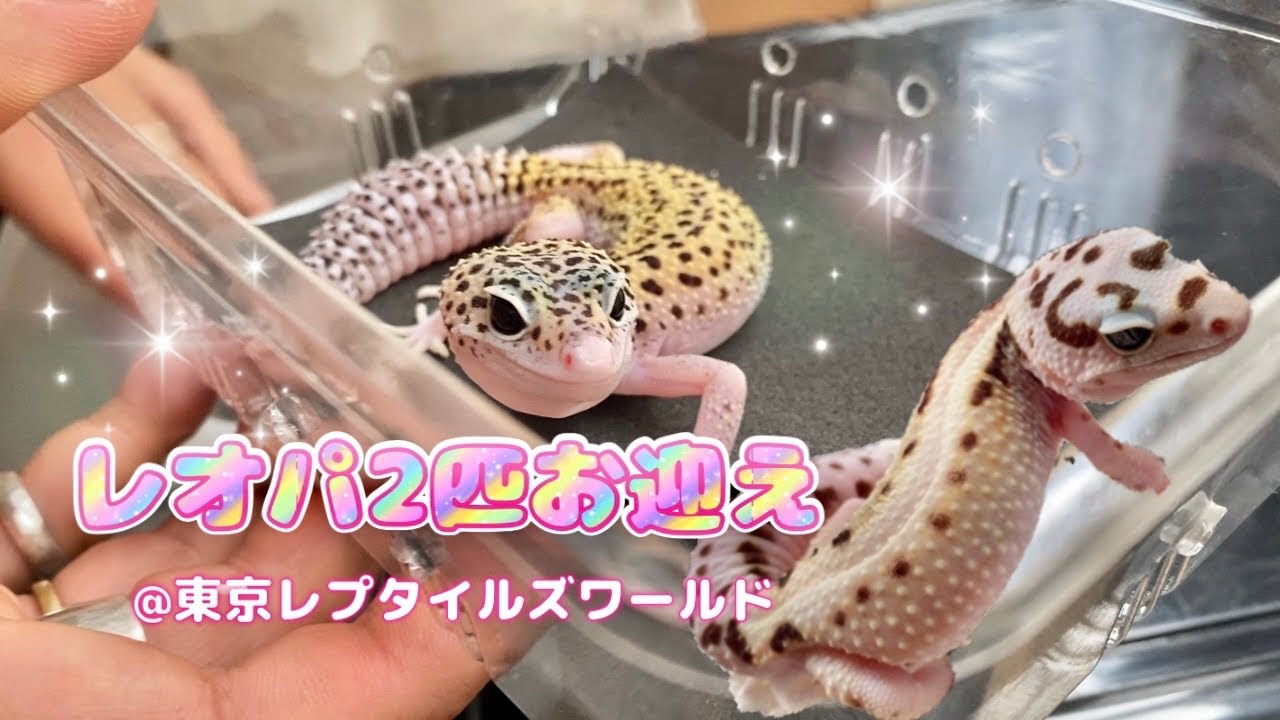 レオパ2匹を新規にお迎えしました！！