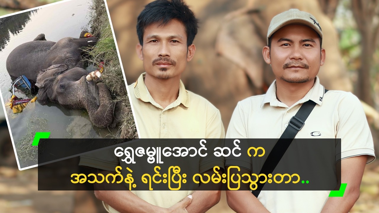 ရွှေဇမ္ဗူအောင် ဆင်ကလေးက အသက်နဲ့ ရင်းပြီး လမ်းပြသွားတာ..