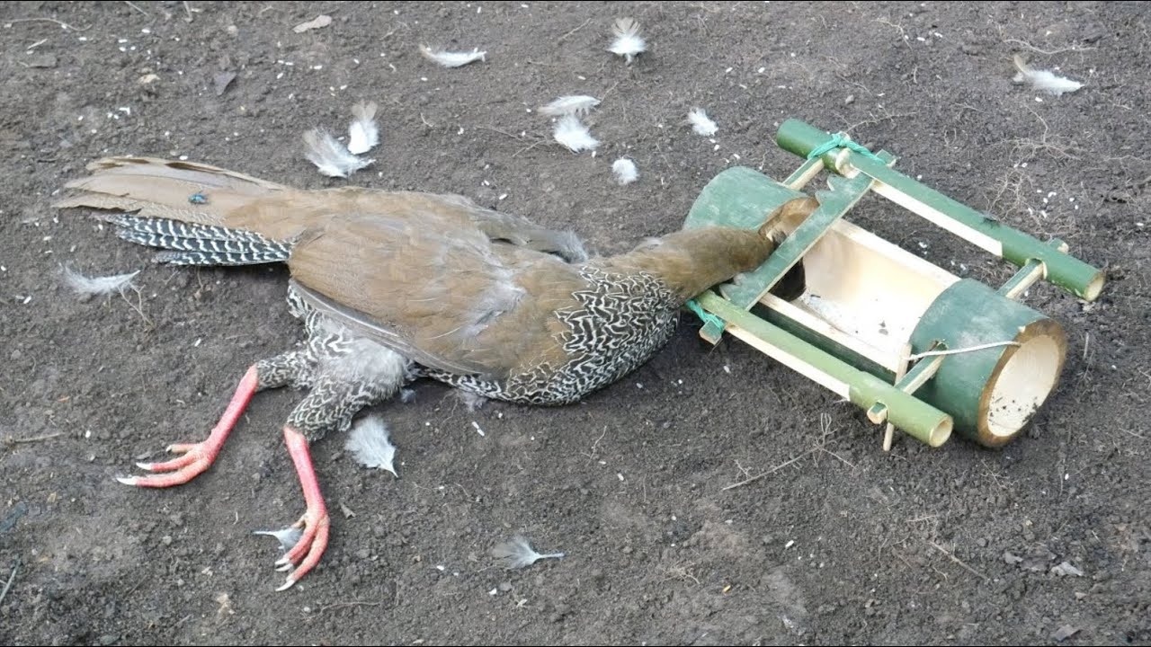 special method to be looking for food in the jungle for survival episode 102 I got a pheasant
