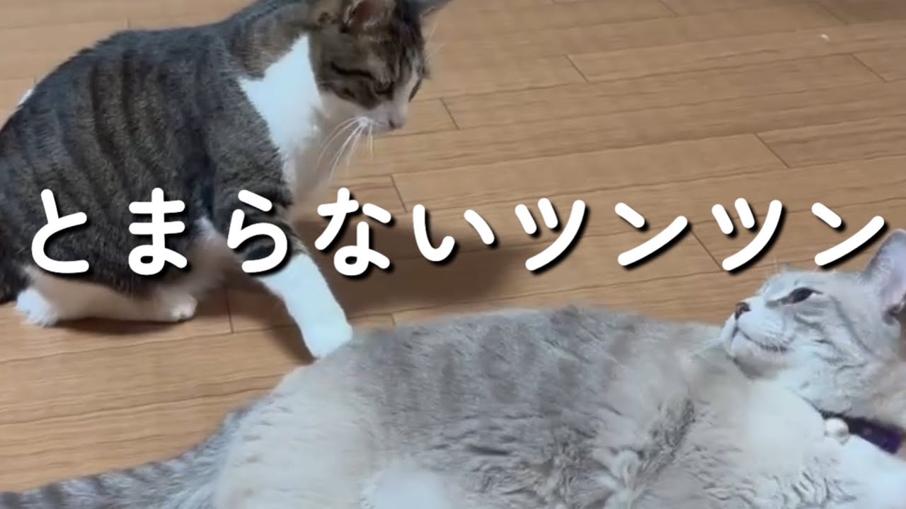 前足ツンツンがとまらない甘えた猫、され猫の反応は・・