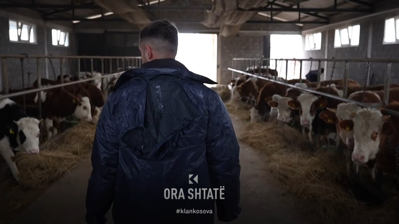 Ora 7 - Ferma e viçave në fshatin Dubravë të Istogut!