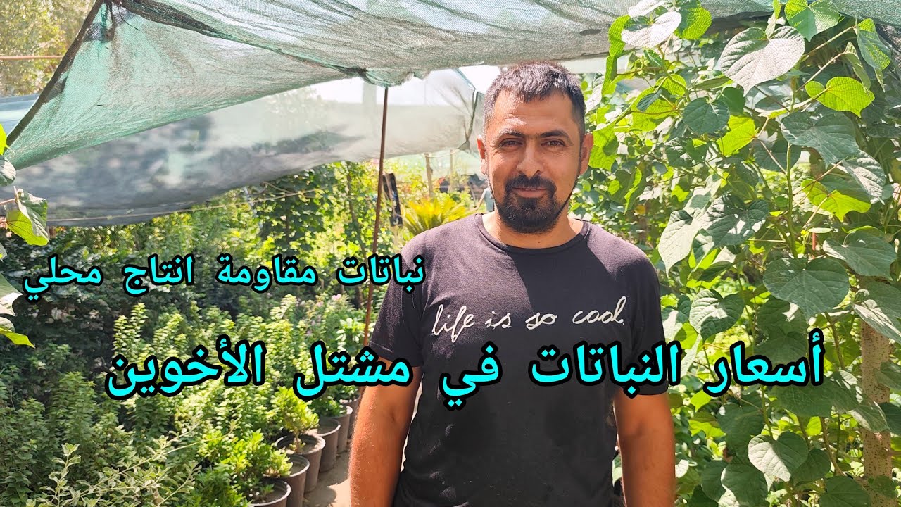 أسعار النباتات في مشتل الأخوين العراق 🇮🇶 بابل نباتات انتاج محلي 100%مقاومة للأجواء العراقية والعربية