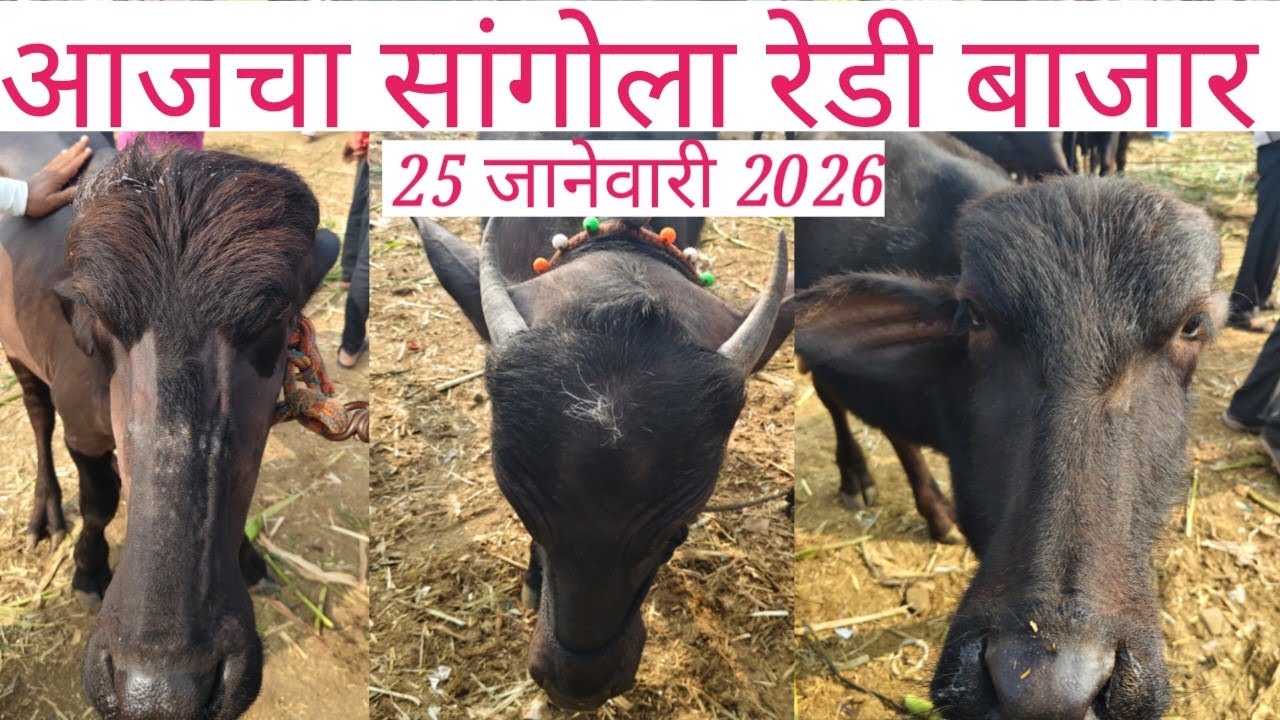 🛑 आजचा सांगोला रेडी बाजार 25 जानेवारी 2026 🛑
