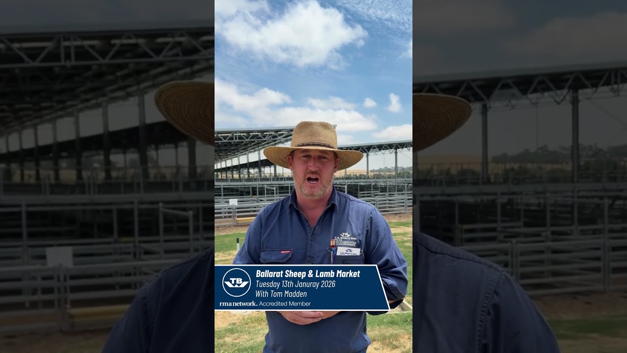Ballarat Sheep & Lamb Market 13/1/26
