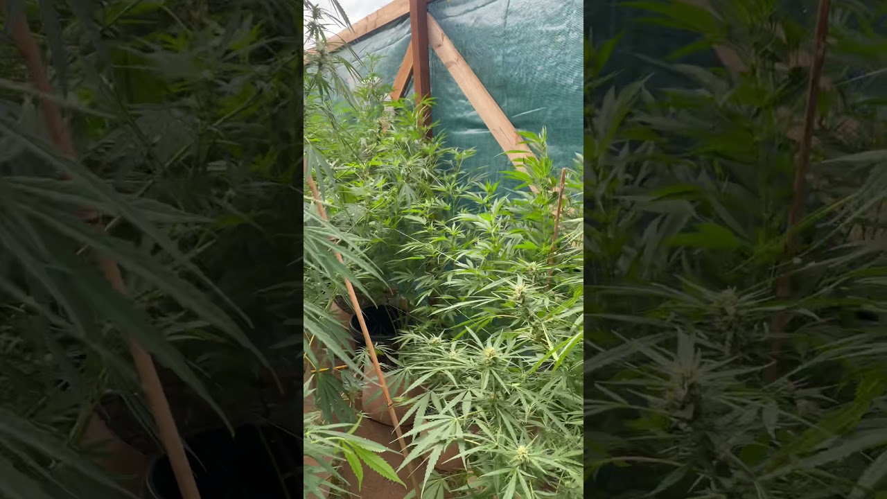 Oregon 2021 outdoor grow