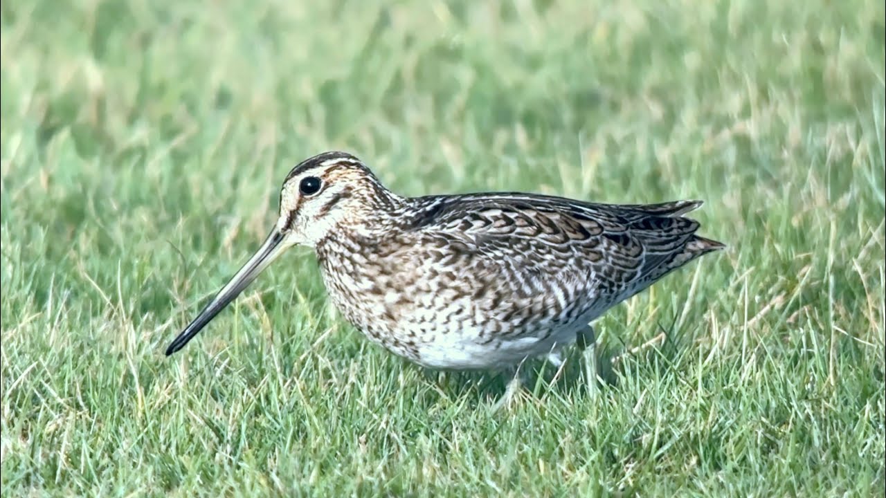Bécassine à queue pointue, Pin-tailed snipe, Galliano stenura, Oman, Novembre 2025