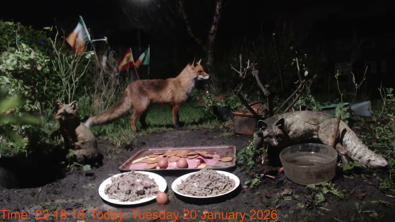 Foxheaven Dublin Ireland Livestream