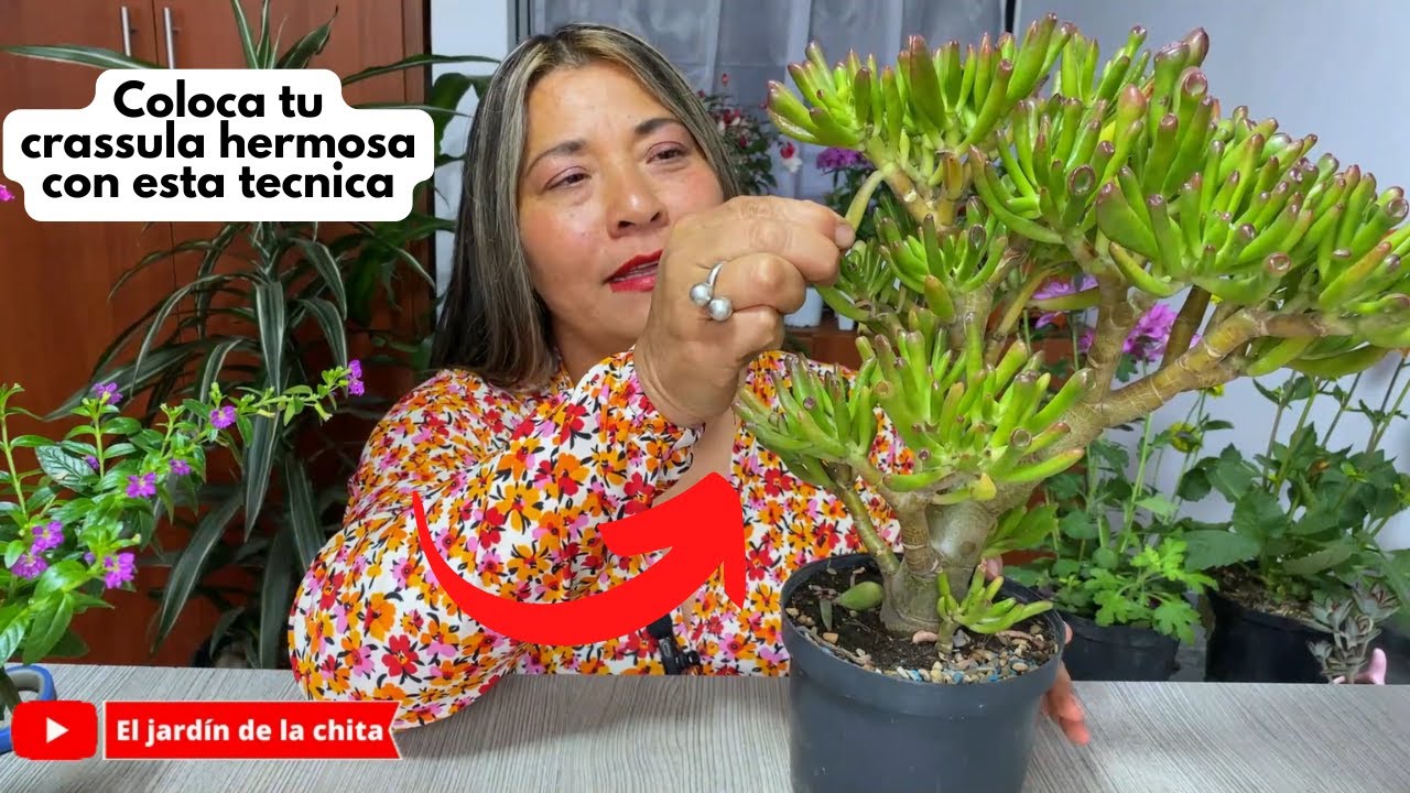 Problematica con crassula ovata (te enseño como solucionarlo)