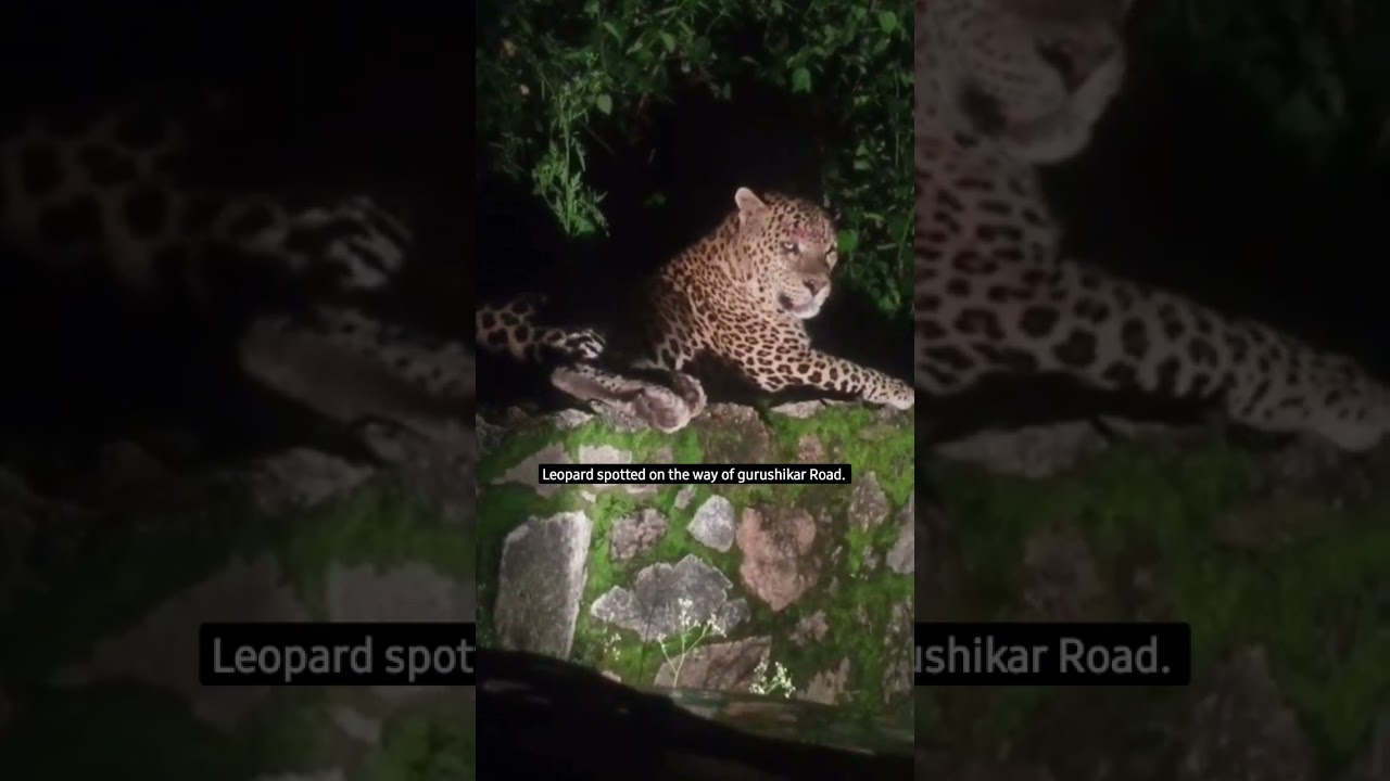 Leopard spotted on the way of gurushikar Road #tiger #leopard #mountabu