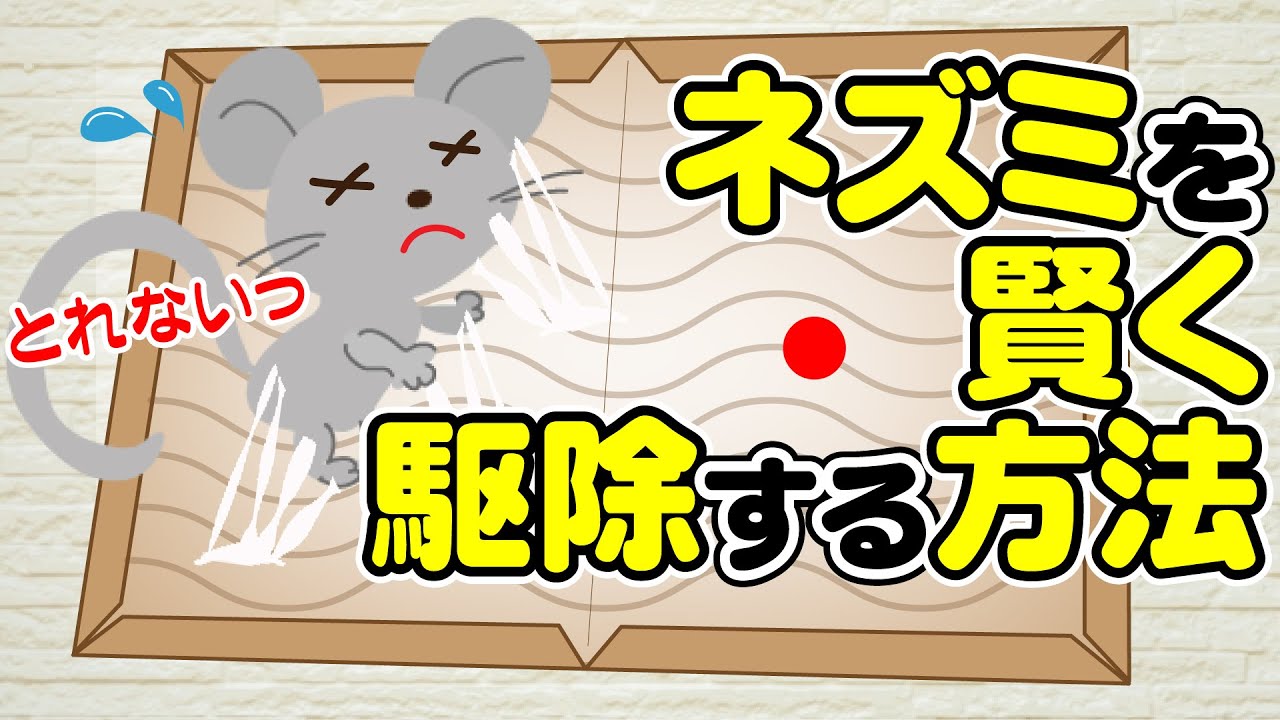 女性にも出来る！ネズミの駆除方法教えます！粘着板の正しい使い方の動画になっています。