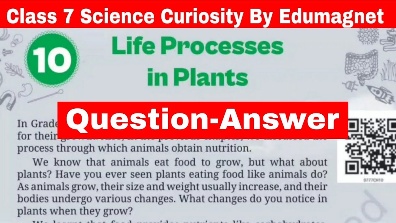NCERT Class 7 Science Curiosity Chapter 10 Question Answer Life Processes in Plants |  EDUMAGNET