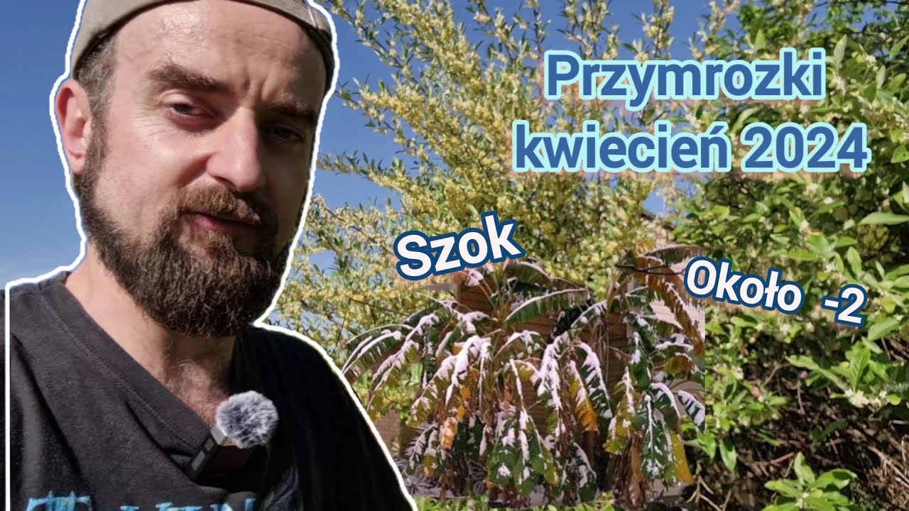Zniszczone plony!? - nie do końca. Jak wyglądają rośliny po przymrozkach kwiecień 2024🌬❄️