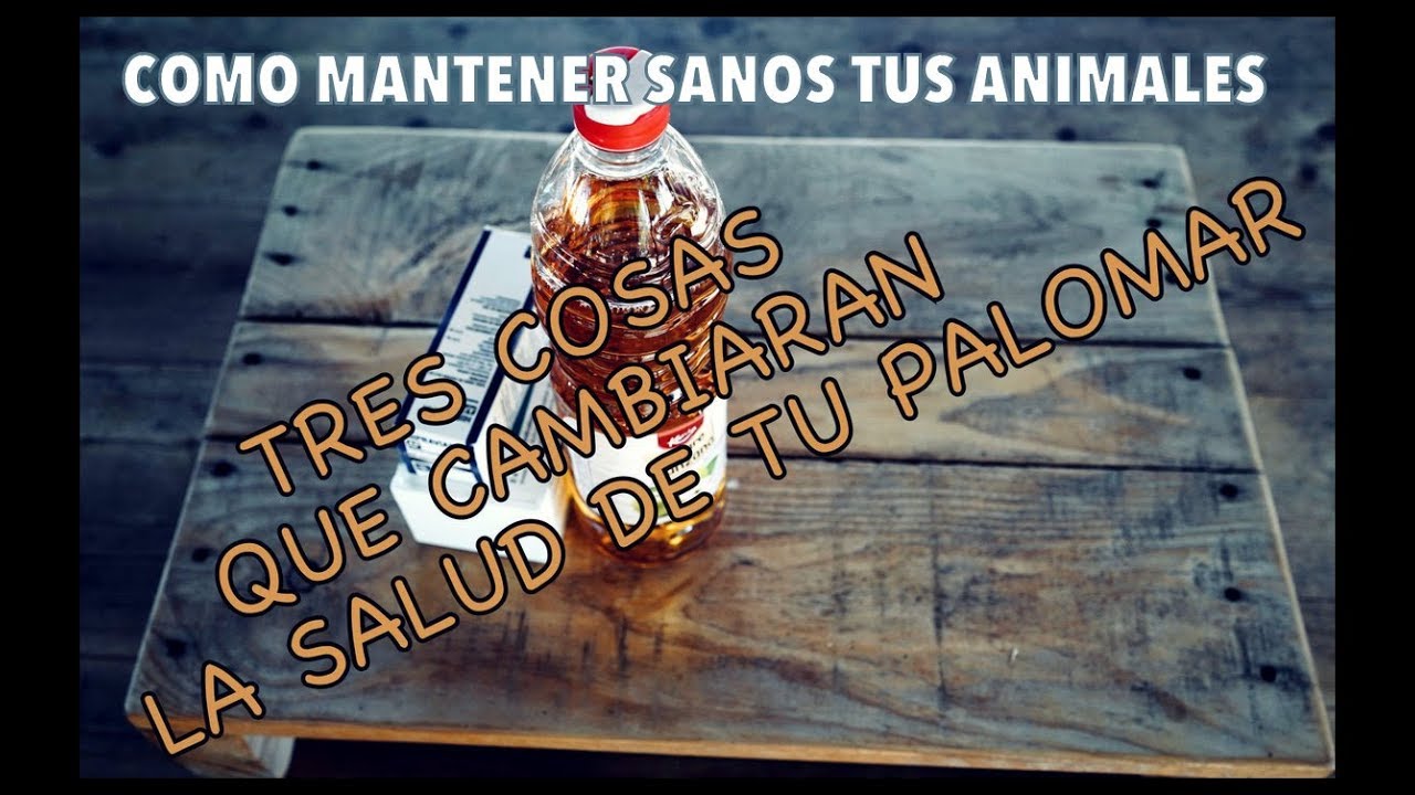 Palomas mensajeras & Colombof&iacute;lia. TRES cosas que cambiar&aacute;n la salud de tu palomar