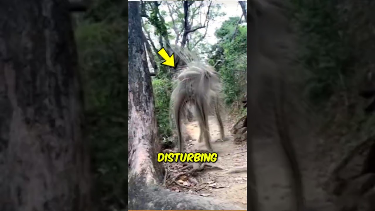 Top 3 Animals That Literally Pretend To Be Dead 😳