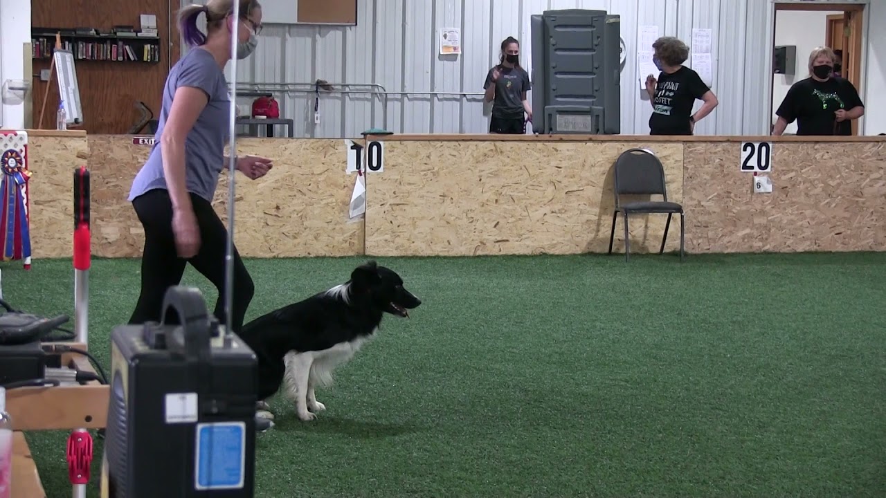 Deseo's first USDAA Agility Trial!