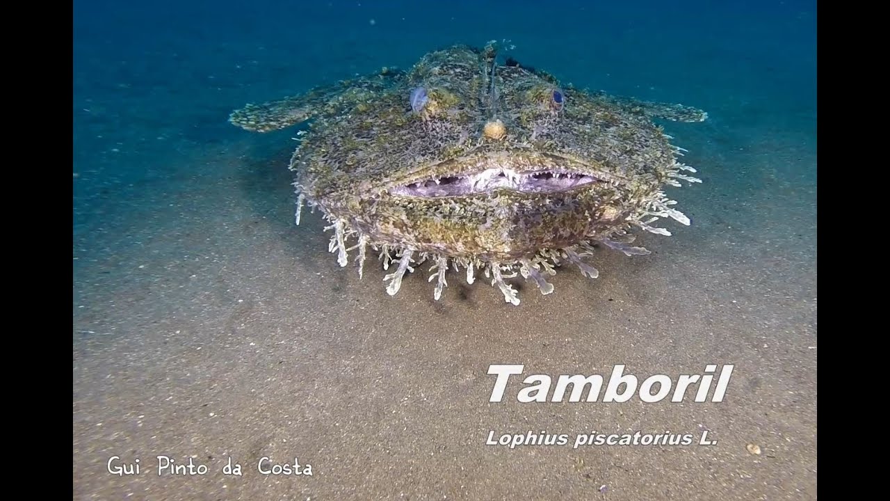 O tamboril