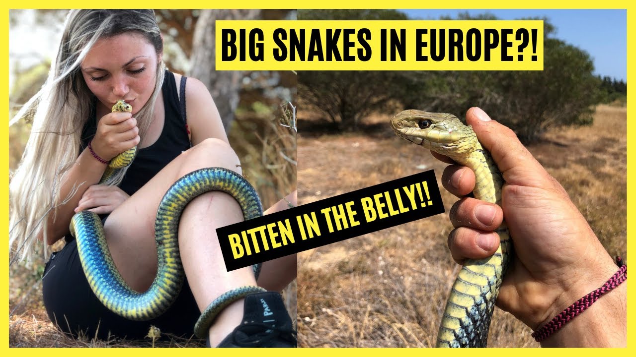 BIG SNAKES IN EUROPE?!