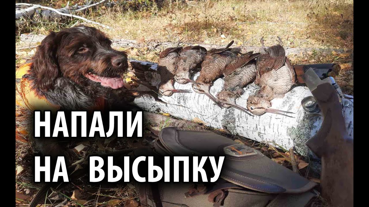 Охота на вальдшнепа с легавой 07.10.2021 Напали на высыпку вальдшнепа
