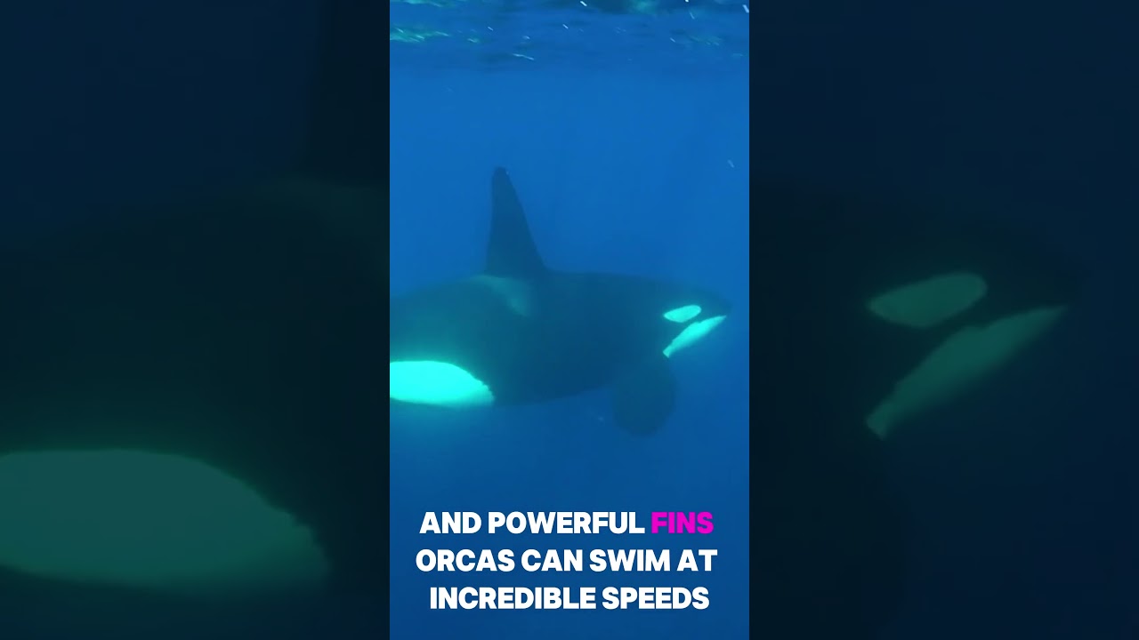 Orca &mdash; The Fearless Ruler of the Seas 🐋🌊 #shrots #orca #animals #jerboa #endangeredanimals