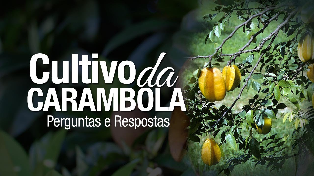 Dicas de cultivo da Carambola - Dúvidas sobre Propagação e Pragas