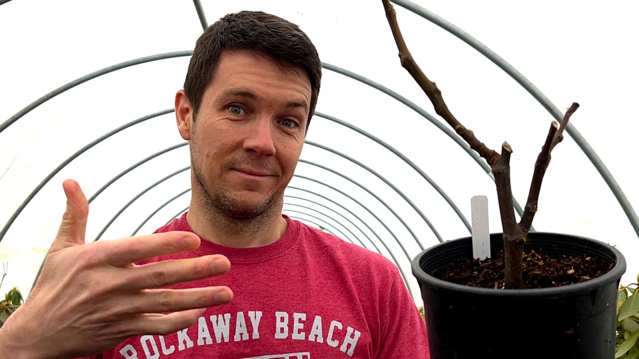 Can Fig Cuttings be Rooted at Any Time of Year