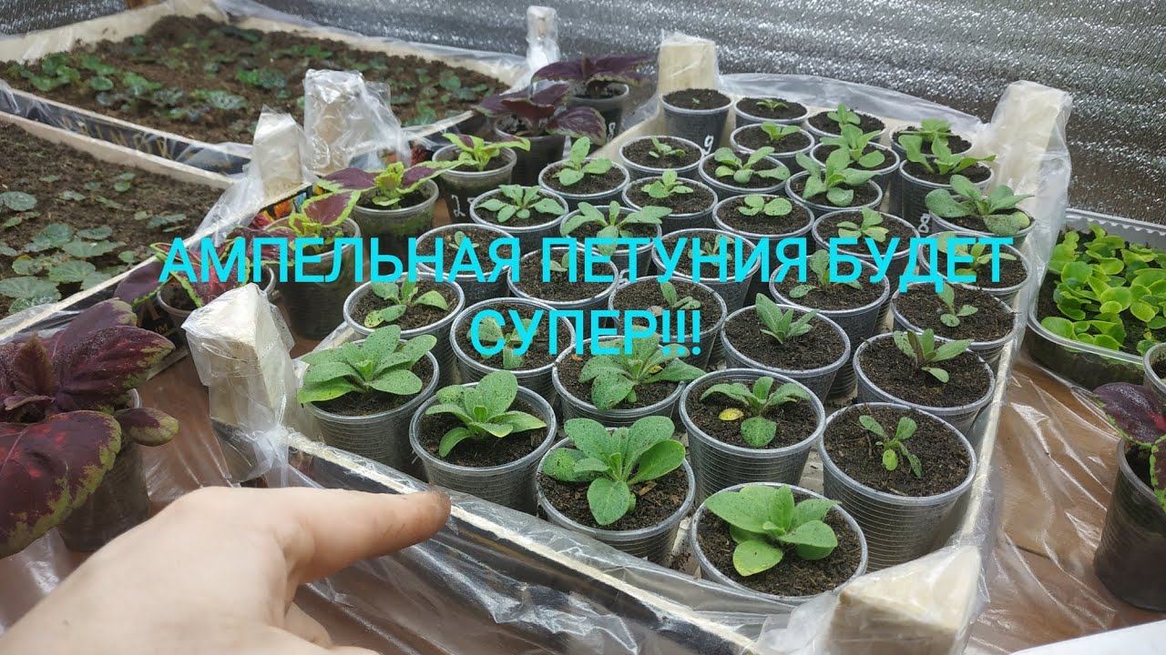 ВАША АМПЕЛЬНАЯ ПЕТУНИЯ БУДЕТ САМОЙ ШИКАРНОЙ, ЕСЛИ ДЕЛАТЬ ВСЁ ПРАВИЛЬНО!ПИКИРОВКА