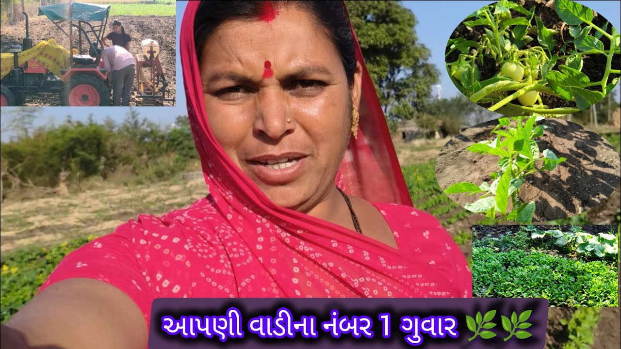 આપણી વાડીના  નંબર 1 ગુવાર 🌿🌿🥰🤗