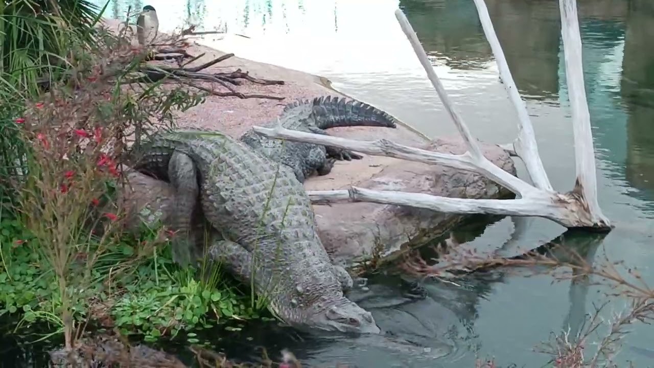 COCODRILOS DEL OCÉANOGRAFIC
