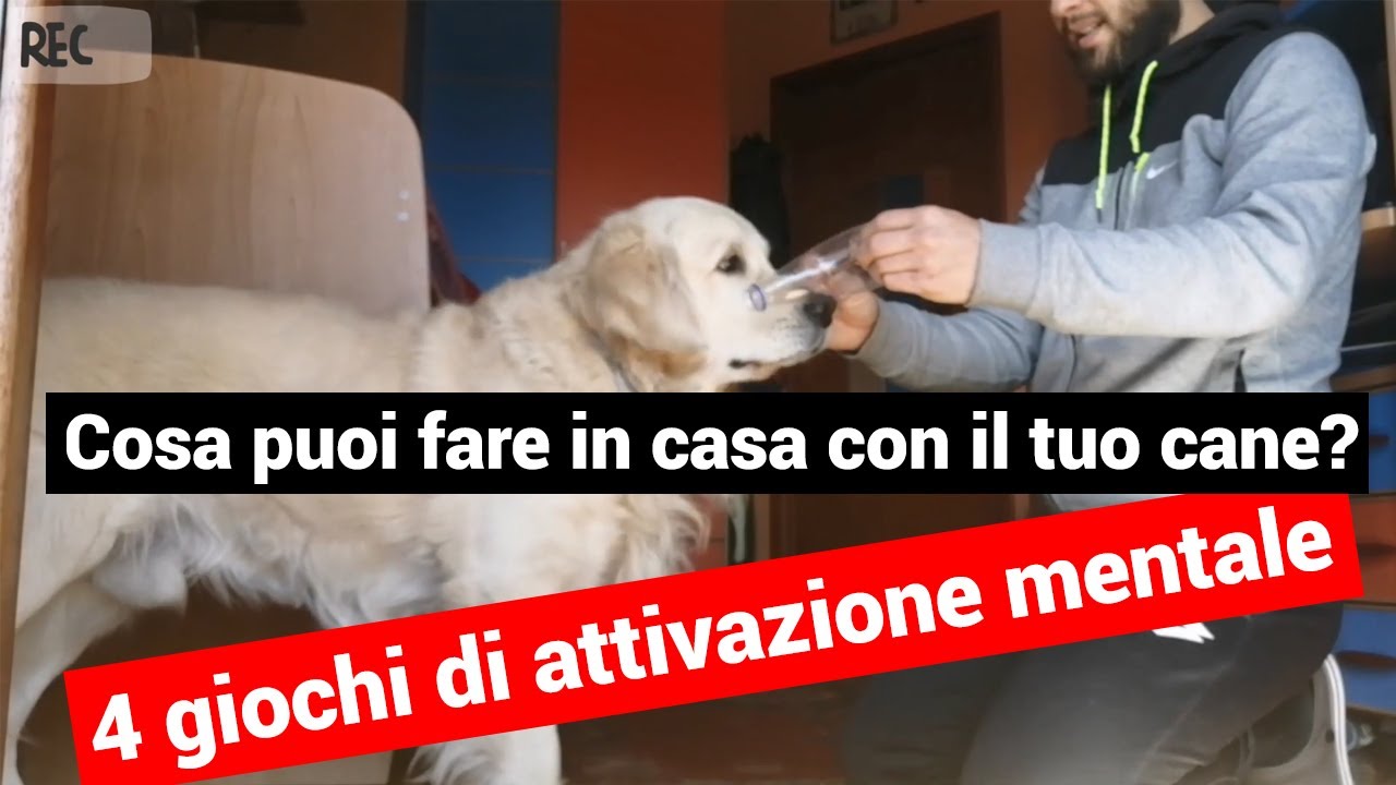 ⏩ Cosa Puoi Fare in Casa Con il Tuo Cane? 4 Giochi di Attivazione Mentale | Giuliano Addestratore