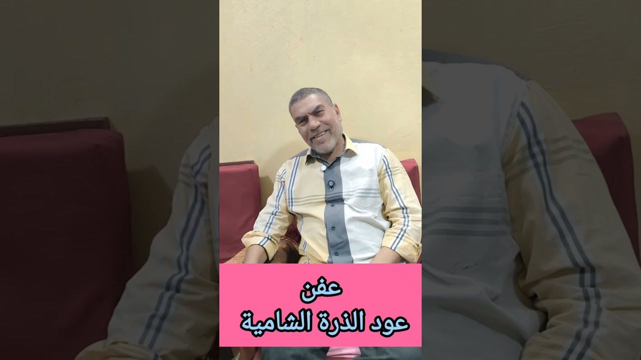 عفن الذرة الشامية 